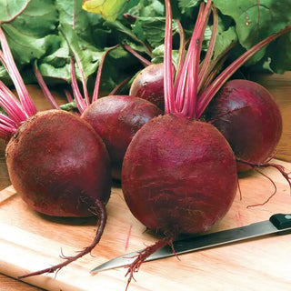 Harrier Hybrid Beet Seed