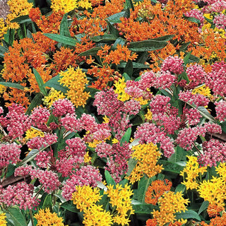 Native Milkweed Selections