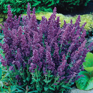 Plumosa Double Salvia Plant