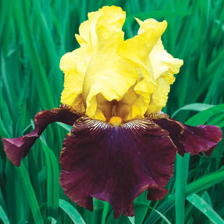 Blatant Reblooming KickStart™ Iris