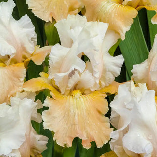 Champagne Elegance Reblooming KickStart™ Iris