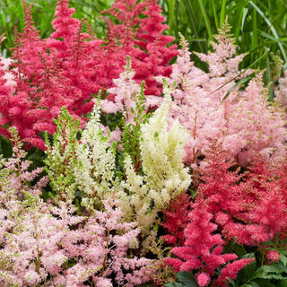 Astilbe Plant Mix