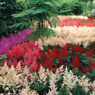 Astilbe Plant Mix