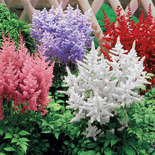 Astilbe Plant Mix