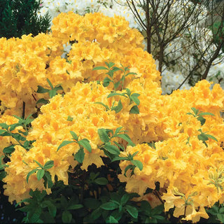 Golden Lights Hardy Azalea