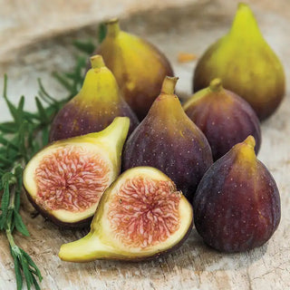 Fantasia™ Fig Tree