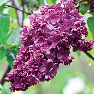 Congo French Lilac