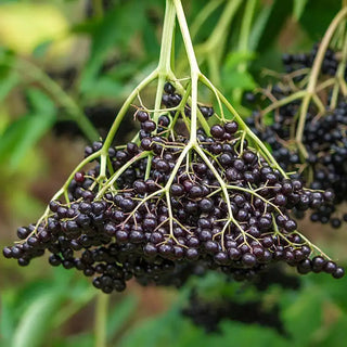 Wyldewood Elderberry Plant