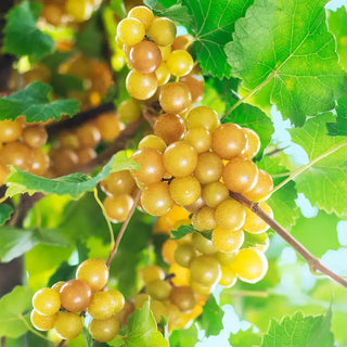 Oh My!® Seedless Grape Vine