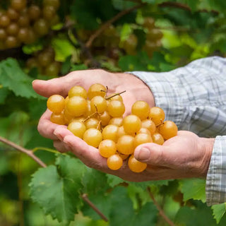 Oh My!® Seedless Grape Vine