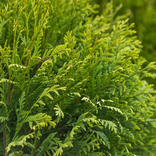 Woodward Globe Arborvitae Hedge