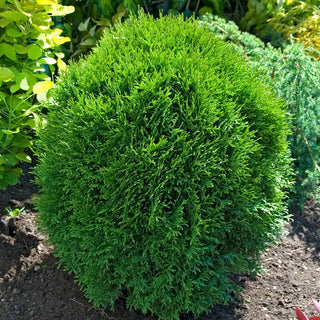 Little Giant Arborvitae Hedge