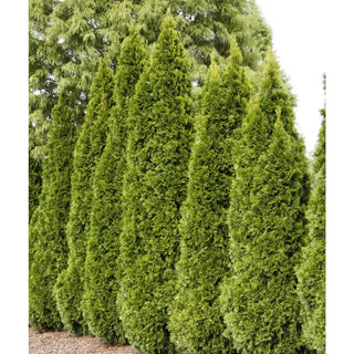 Emerald Green Arborvitae Hedge