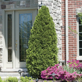 Emerald Green Arborvitae Hedge