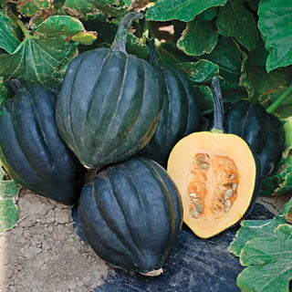 Black Bellota Hybrid Acorn Winter Squash Seeds