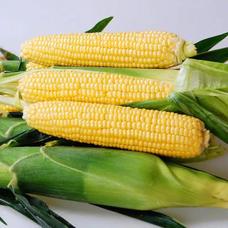 Yellowstone Hybrid Sweet Corn Seed (sh2)