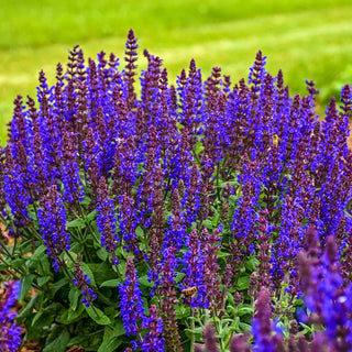 Bumbleblue Salvia