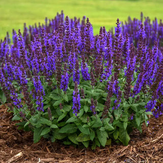 Bumbleblue Salvia