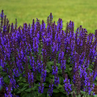 Bumbleblue Salvia