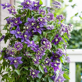 Taiga Clematis