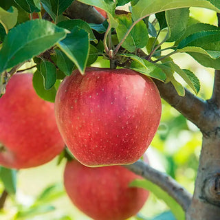 Baker's Delight® Apple Tree