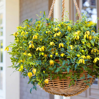 Little Lemons Clematis