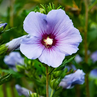 Bluebird Hibiscus Plant