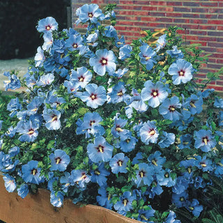 Bluebird Hibiscus Plant