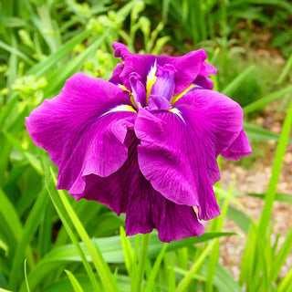 Good Omen Japanese Iris