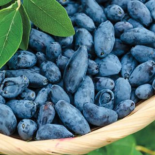 Early Blue™ Honeyberry Plant