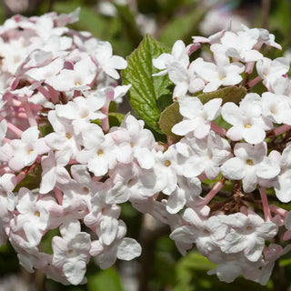 Korean Spice Viburnum