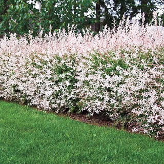 Flamingo Dappled Willow