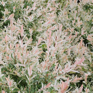 Flamingo Dappled Willow