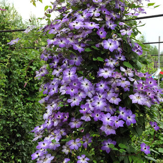 Cloudburst Clematis PBR