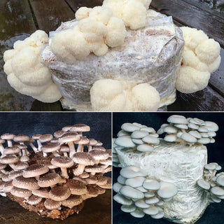 Table Top Farm™ Mushroom Kits