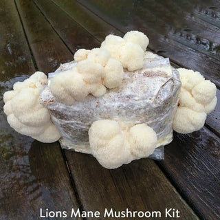 Table Top Farm™ Mushroom Kits