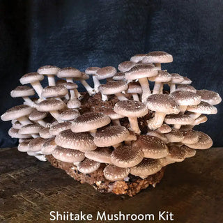 Table Top Farm™ Mushroom Kits