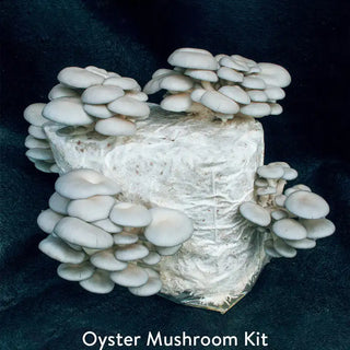 Table Top Farm™ Mushroom Kits