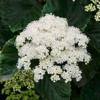 Autumn Jazz™ Viburnum Hedge