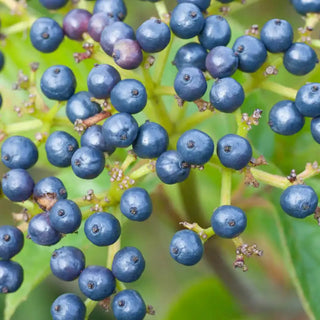 Autumn Jazz™ Viburnum Hedge