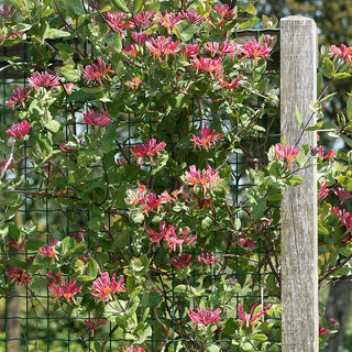 Goldflame Honeysuckle