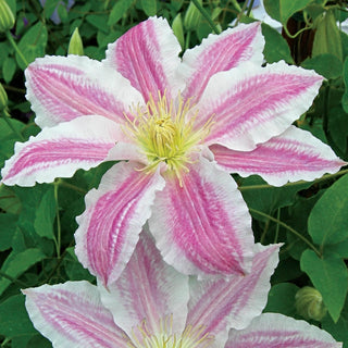 Cotton Candy Vancouver™ Clematis