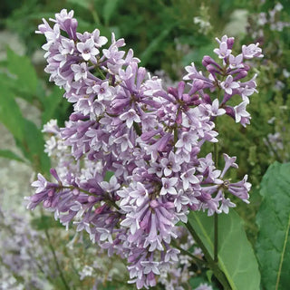 Donald Wyman Lilac Hedge