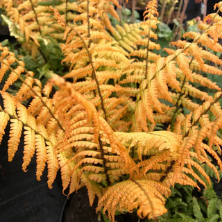 Jurassic Gold Fern