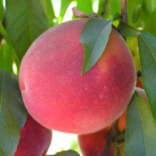 John Fanick™ Peach Tree