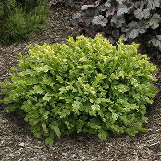 Green Velvet Boxwood