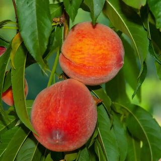 June Gold Peach Tree