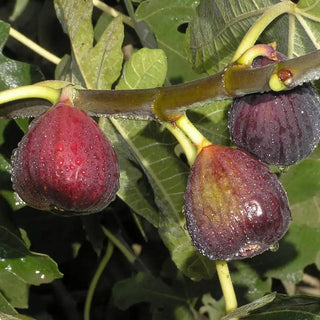 Italian Everbearing Fig