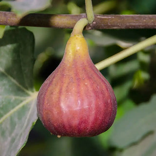 Osbourne Prolific Fig