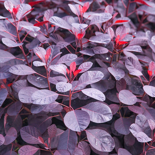 Royal Purple Smoketree